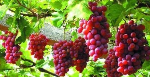 食物|好食物吃出好身体,3种食物离不开,保护视力,有益健康!