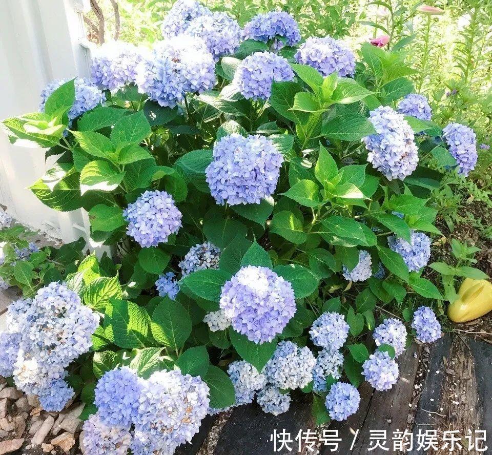 6种花一天不浇水,叶子就耷拉,缺水3天就死翘!