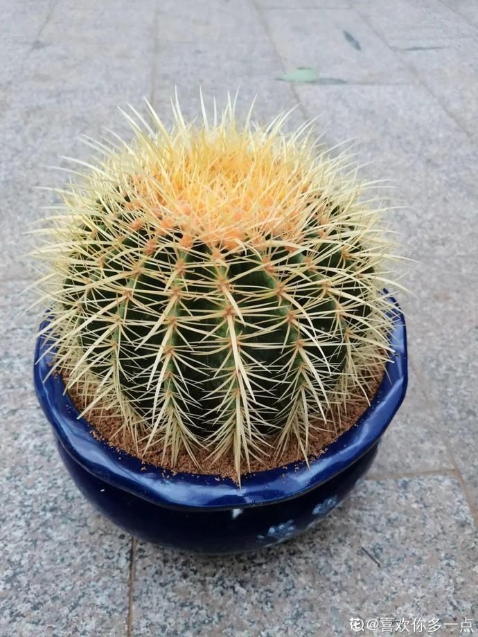 彩麒麟|5种丑的难入眼的花，养客厅镇宅守家，越养越气派