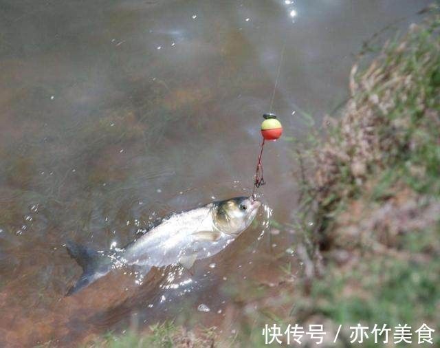 钓鱼|鱼窝有鱼却不咬钩30年老钓友教你个绝招,让你提竿到手软