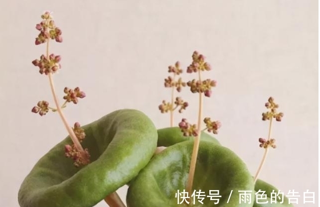 一颗柿饼也能惊爆味蕾，被称为“肉杯”，估计许多人都没有见过