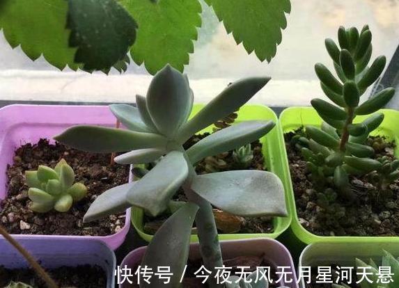 叶片|买回家的多肉盆栽''穿裙子''从3方面自查,学会一对一解决
