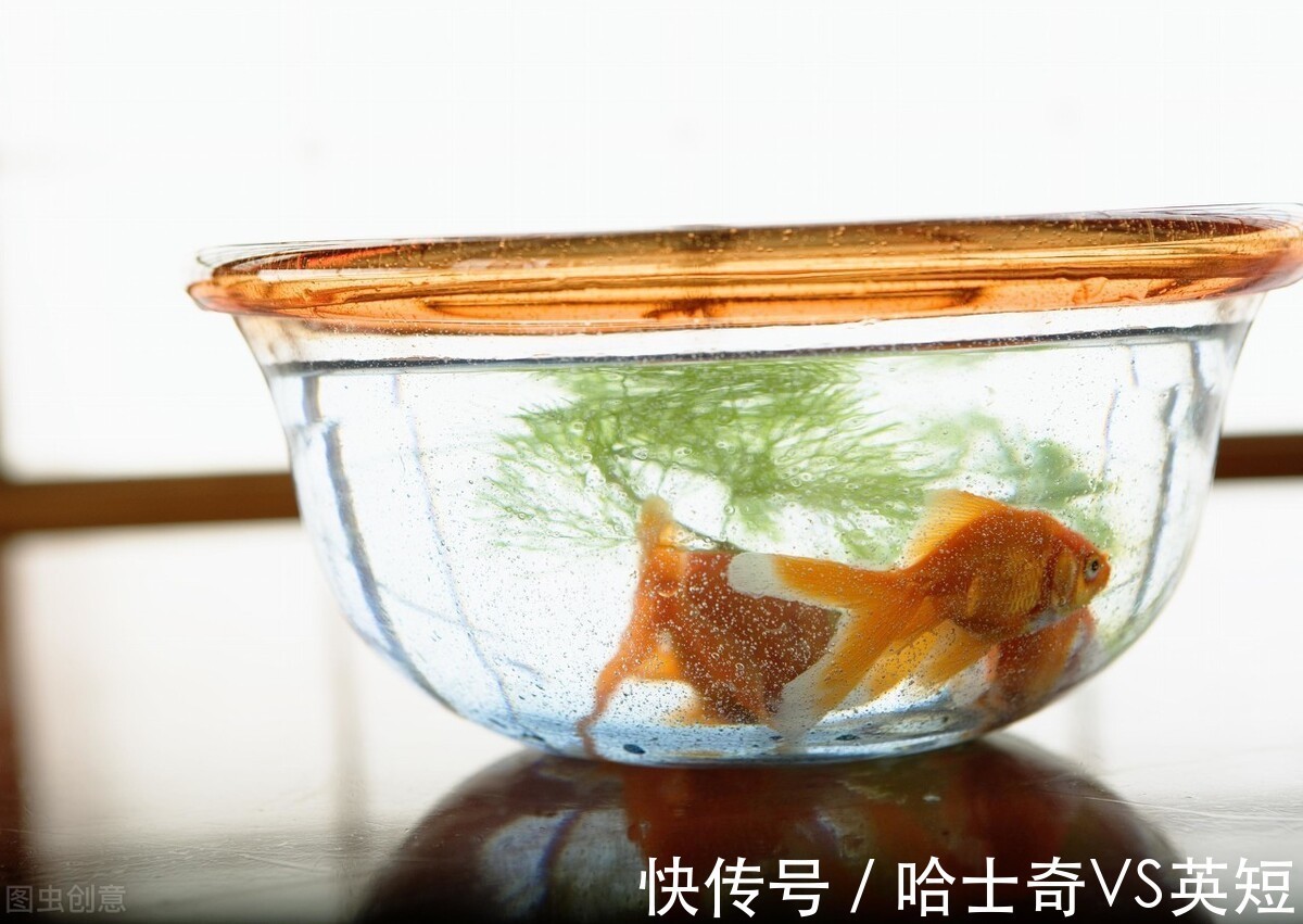 水族|对新人极其友好,十大养不死的观赏鱼