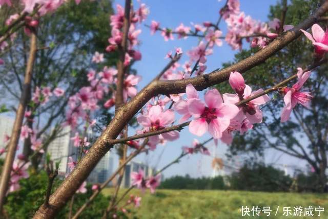 元宵节，带着你的“李焕英”“云”赏花吧！|春暖花开醉咸宁① |元宵节，带着你的“李焕英”“云”赏花吧！\＂,\＂i12\＂:\＂春暖花开醉咸宁①