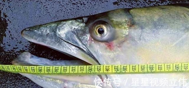 黄浦江96斤“水老虎”被钓获，网友这个操作要“衣锦还乡”