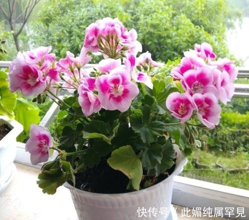 老花农养了3年天竺葵，春天多做三件事，阳台轻松变花园