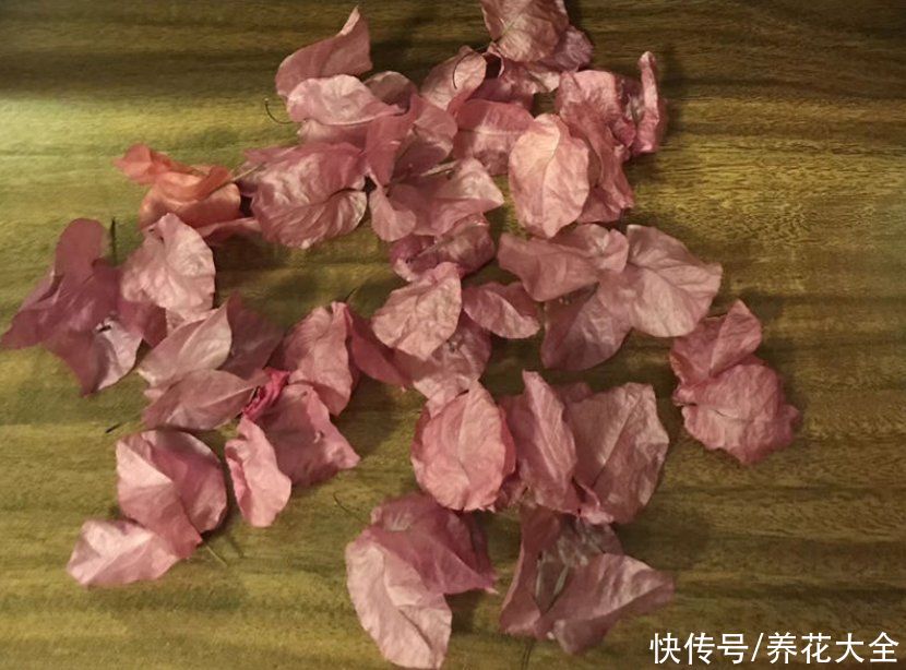 花材|鲜花做成干花，颜色质感有特点，还可以放在家中点缀