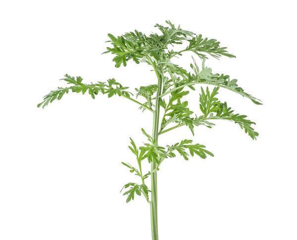 苦参|中药有疗效,但也易伤肝,4种伤肝的中药,很多人都不知道