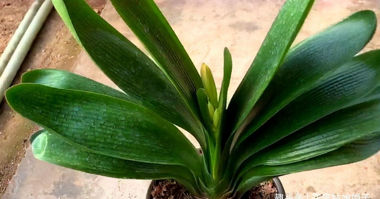 入冬后的君子兰,按照这些要求去做,帮你解决掉不开花的烦恼