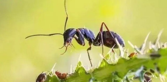 长寿|长寿的人,一般会有6大共性,占上2条以上,有望成为百岁老人