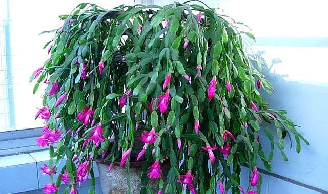 蟹爪兰度夏,经常喷点“这种水”,叶片不瘦不脱落,安稳过夏天