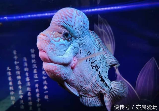 鱼友|这种治疗鱼病的方法,经验再多的鱼友也无从下手