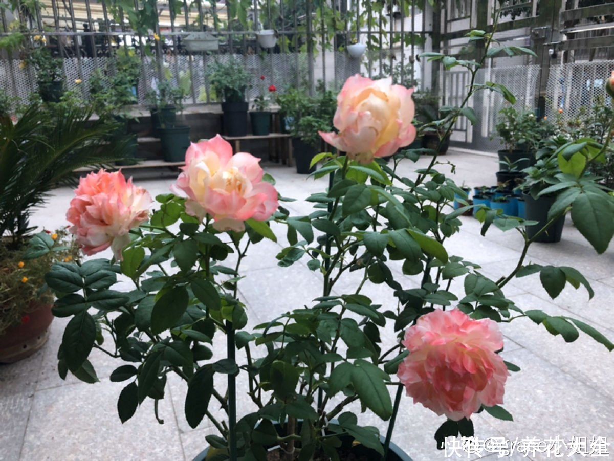 月季中间长了“鼻毛”，看着怪瘆人，到底什么情况？