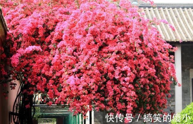 4种花专挑秋天爆盆，养一盆连续爆花3个月，花多花美