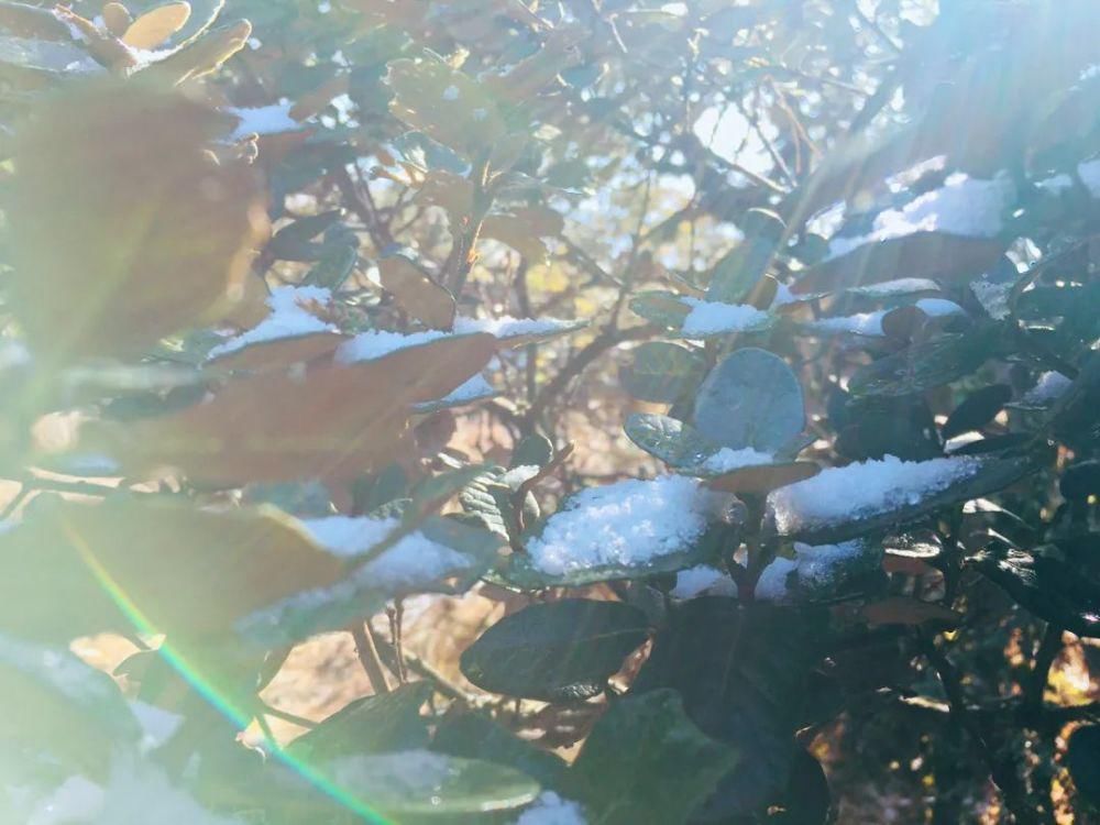 情结|云海与雪景、雾凇齐聚,惊艳了鸡足山的冬天!