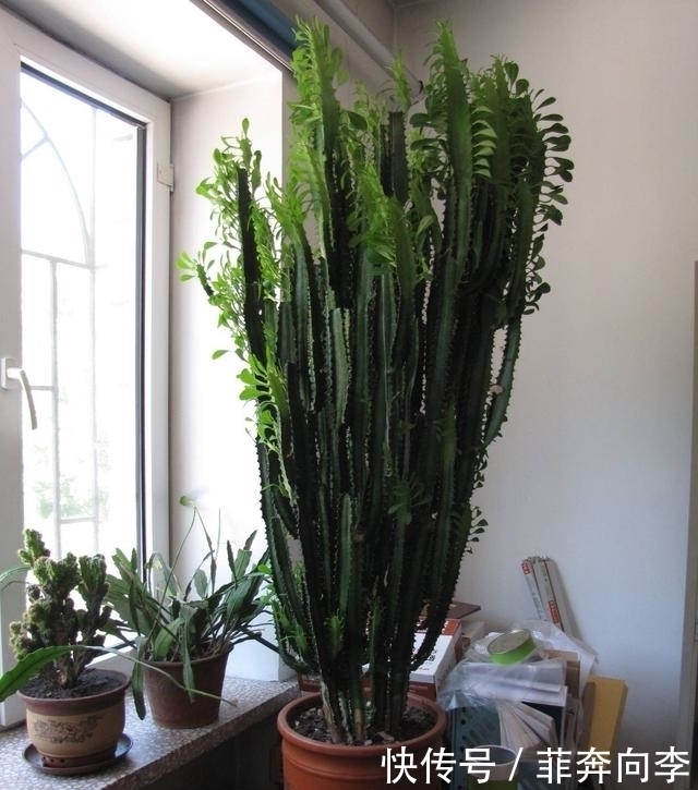 浇水|这7种花不浇水长的快，越浇水越养不活，看完还不赶紧停手吗？