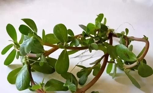 潤膚|女性不想顯老，不妨多吃幾種食物，能祛皺潤膚，排毒養顏，試試看