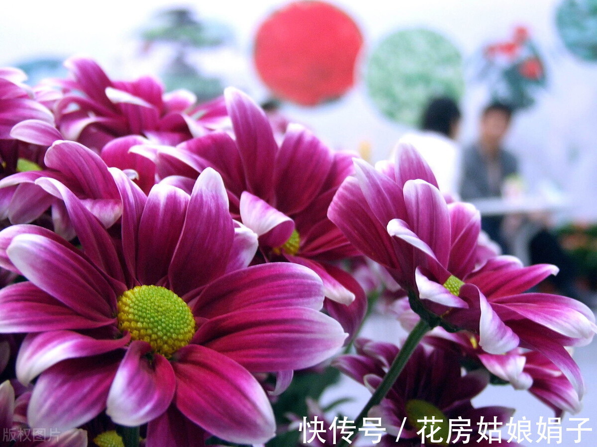 花友们|想要易养好活的花卉?选择这5种,1年开花200天