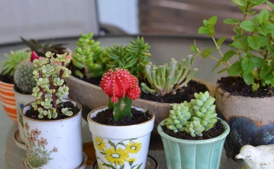 地方|天气渐热,盆栽多肉这3地方该小心了,不然度夏难、化水易