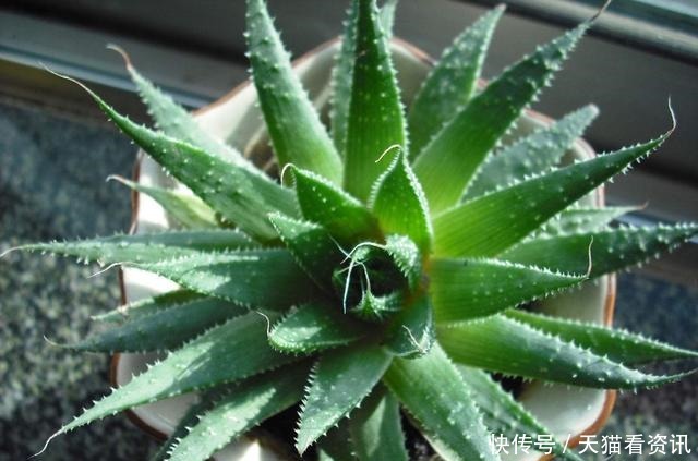 贱花|养花就养3种“贱花”,耐热耐晒更耐旱,满屋都飘香,夏天也爆盆