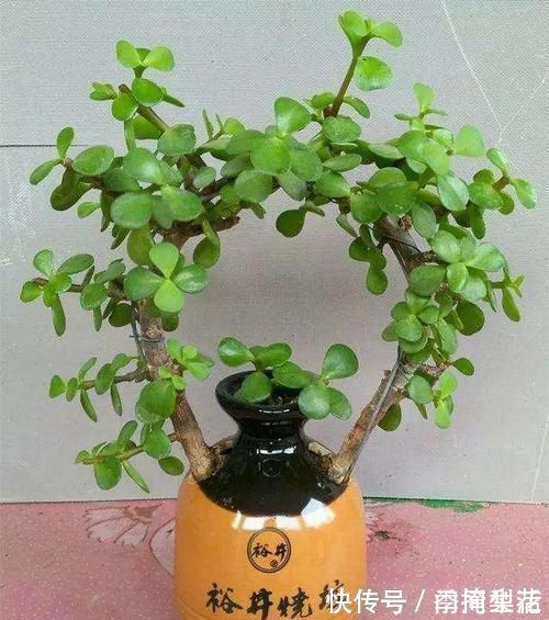 花盆|除了花盆之外,这些东西也是绝佳的养花神器,你用过吗?