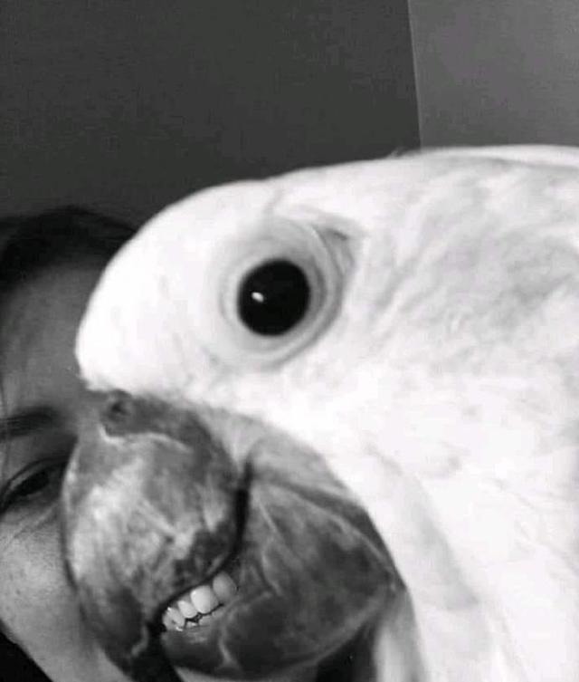 gt小长假不看点沙雕图怎么过!这世上竟有如此沙雕的手办!