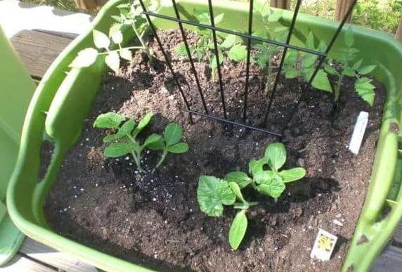 盆栽养花小技巧碰到难题别退缩,学会4招就可轻松解决掉