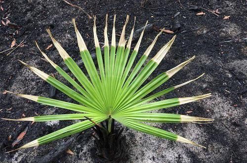 如果外星存在植被，那应该是什么颜色的？