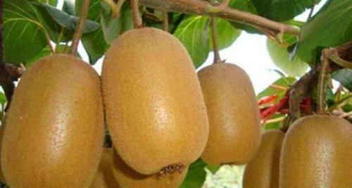 想長壽全靠吃,三種食物離不開,補腎活血,強健血管,好處多多