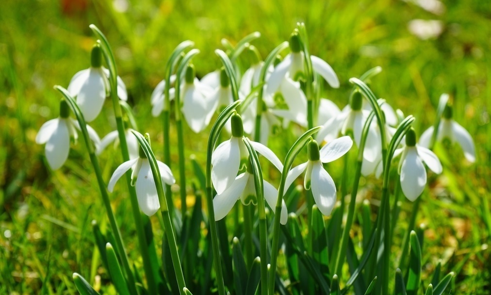 此花是因为一套珠宝而有了此名,它和梅花一样有着浑身傲骨