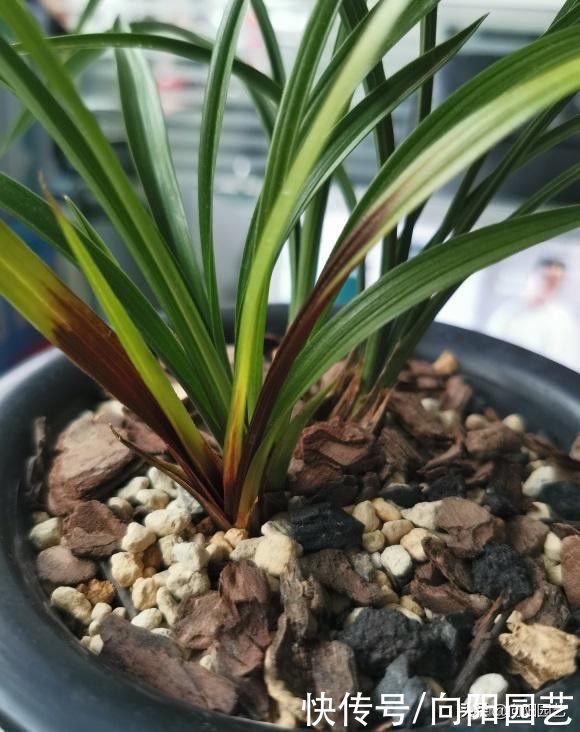 发黄|气温高水分蒸发快，家里的兰草多喷水，保持湿度，叶子不发黄