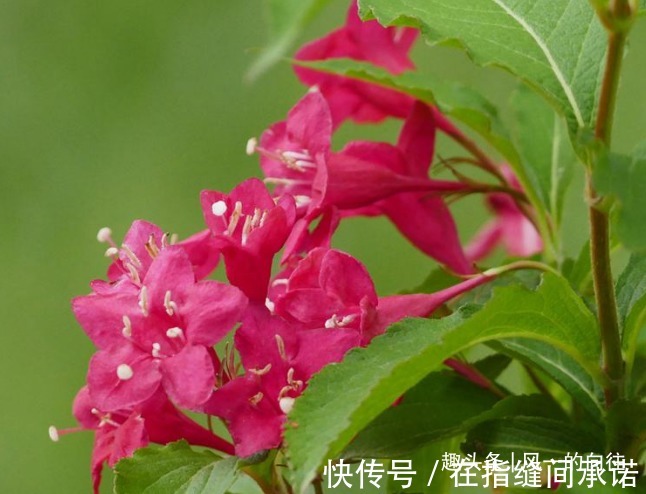 此花繁花似锦,绚烂多姿的花朵有惊心动魄之美,寓意着绚烂与美丽