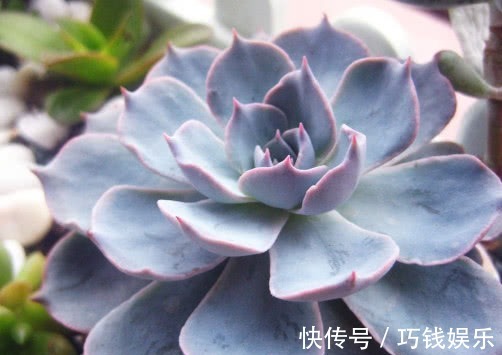 多肉蓝石莲怎么养更漂亮教你3个小妙招，养出饱满璀璨的蓝石莲