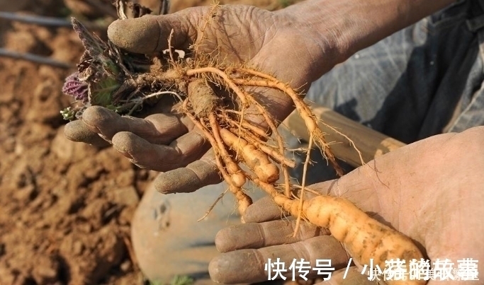 天目地黄|它是“四大仙药”之一，若长在你家屋顶，是你福气，别以为是杂草