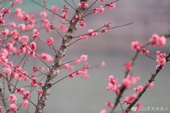 红梅开了，成都的第一抹春色上线！