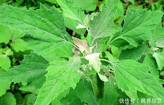 灰灰菜|农村不起眼的野菜，食疗功效高，能保护肝脏，健脾益气，你吃了吗