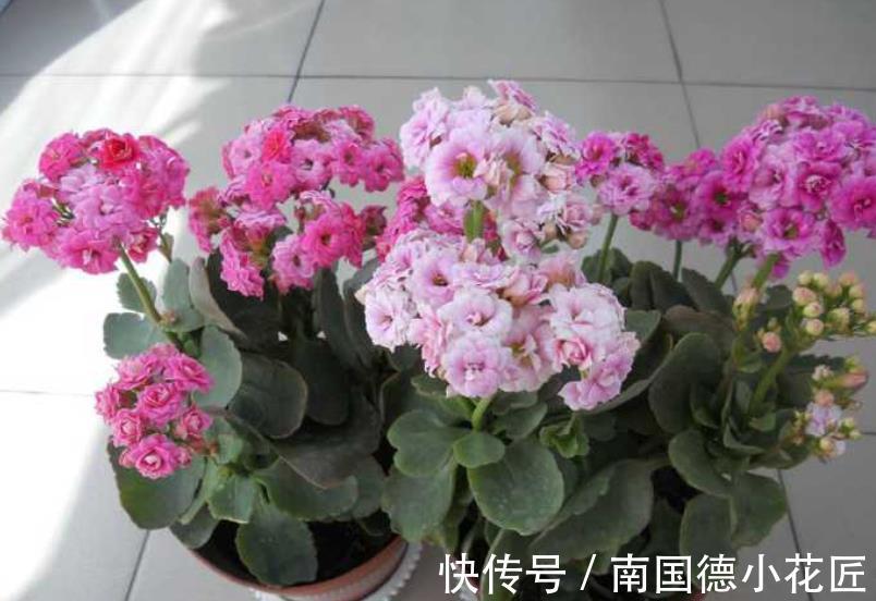 浇水|9月养长寿花,牢记4个要点,叶片肥厚花苞多,轻松开出小花球