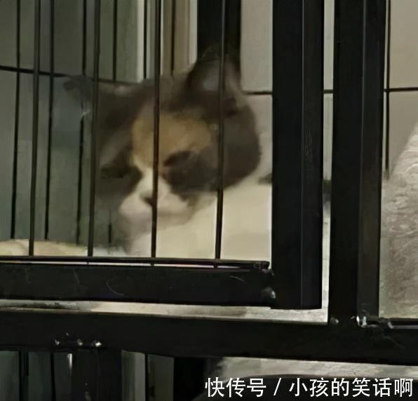 |Merry Christmas 冷段子2022