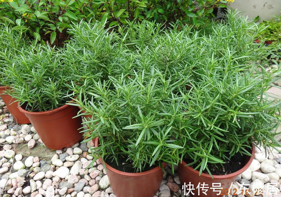 养花试试这几款,家里养一盆,能养生能观赏,很实用