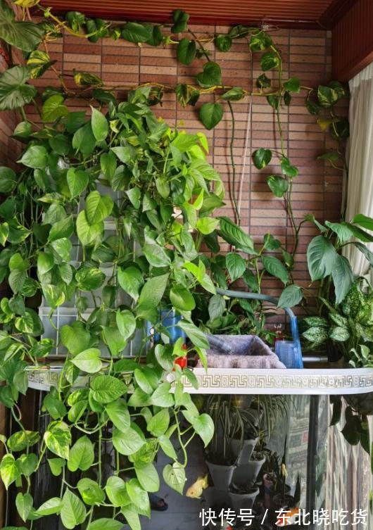 养分|绿萝不长藤,这2种东西,一样埋盆底,一样喷叶子,天天疯长