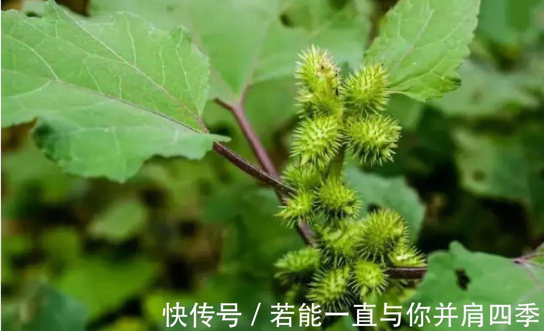 药食兼用|在农村经常被黏上的植物，令人讨厌，却是药食兼用，作用很大