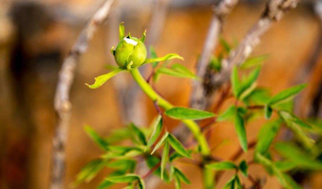 现在养3种花,千万别乱剪,越剪越糟糕
