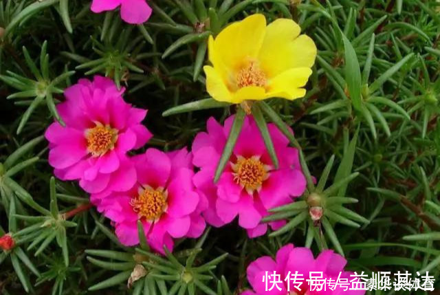 垂盆草|养花技巧6种花扔土里就能活，养死了算你厉害