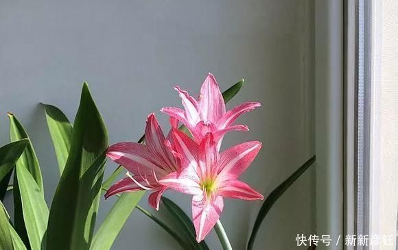 这16种花冬天越浇越死,3个月不管,反而长高个