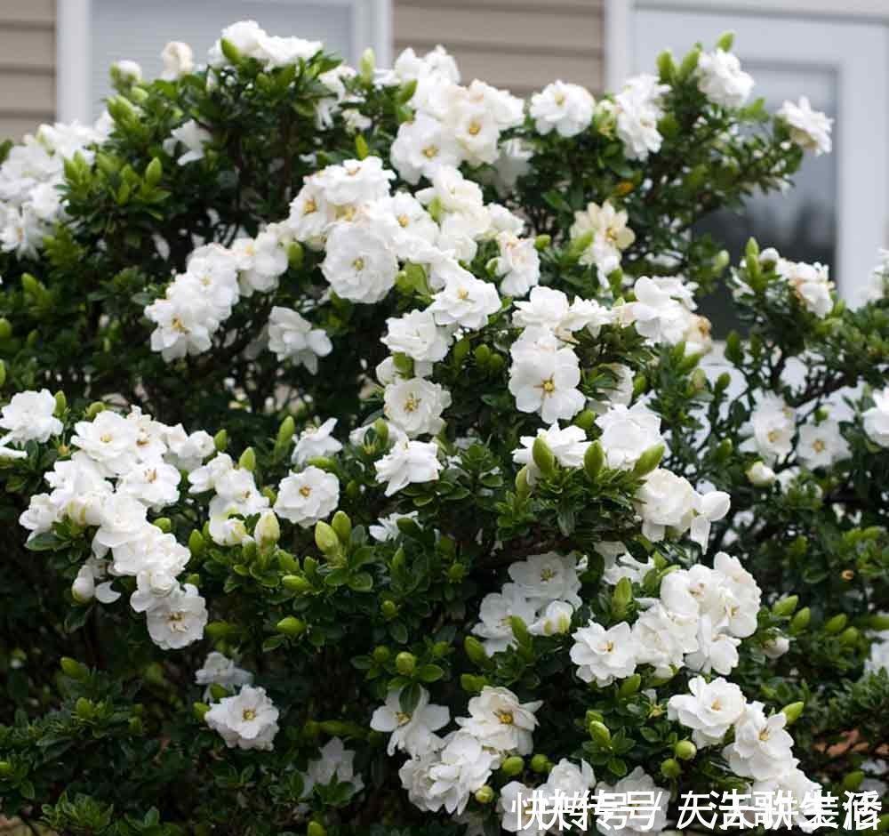夏天|5种花，夏天要“狠修剪”，剪的越多，花枝越多，好度夏