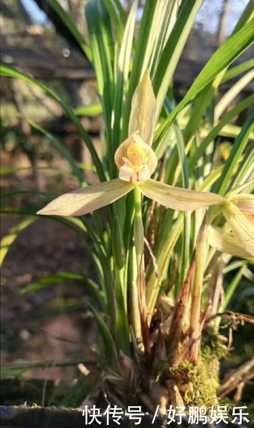 4种不同风格的花,谁见了都爱养,各有各的气质