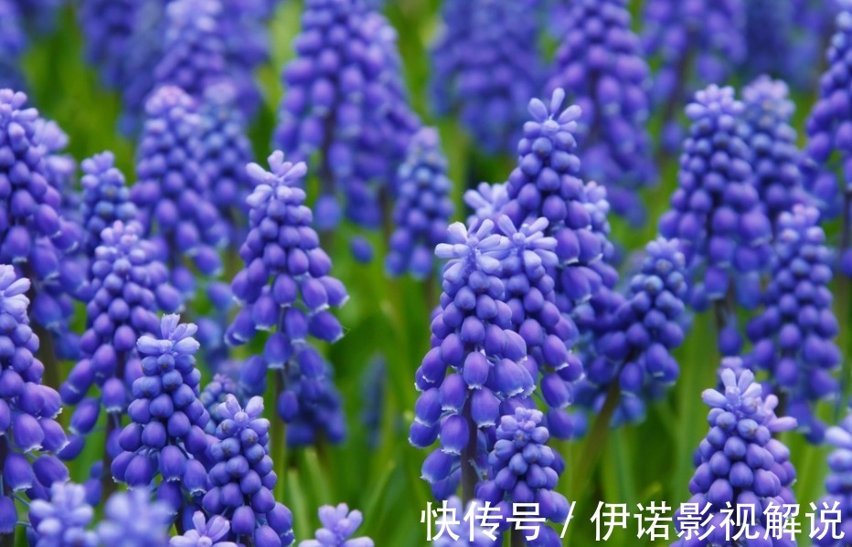 喜欢养护花卉,就选择花色艳丽、花期长,容易开花成花海的花卉