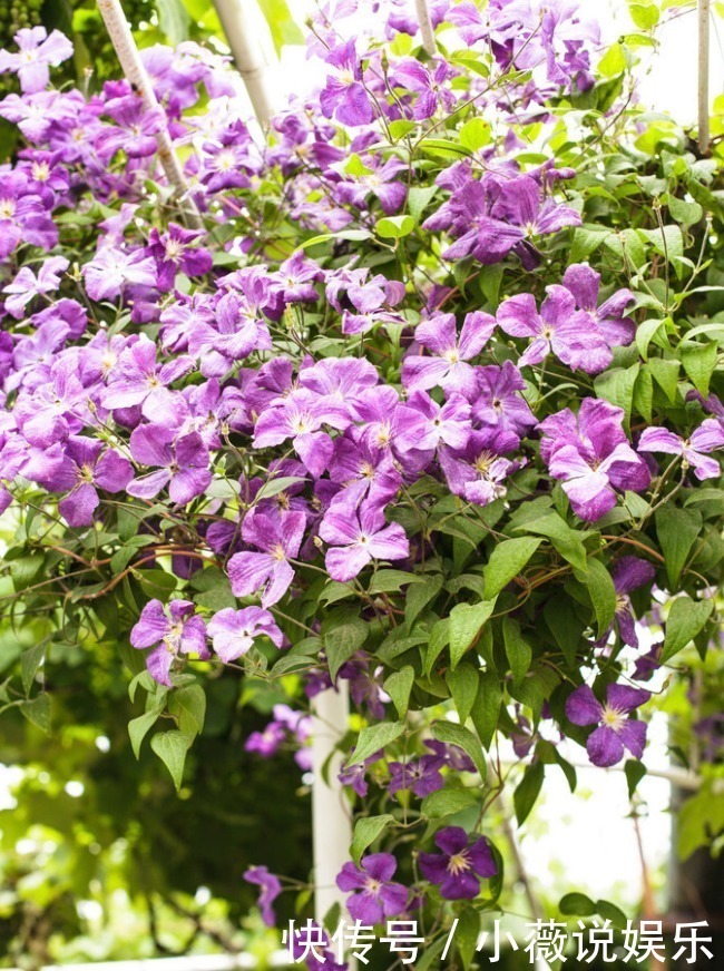 铁线莲|阳台别摆盆盆罐罐了,5种花草养一棵就能开满阳台,很省空间