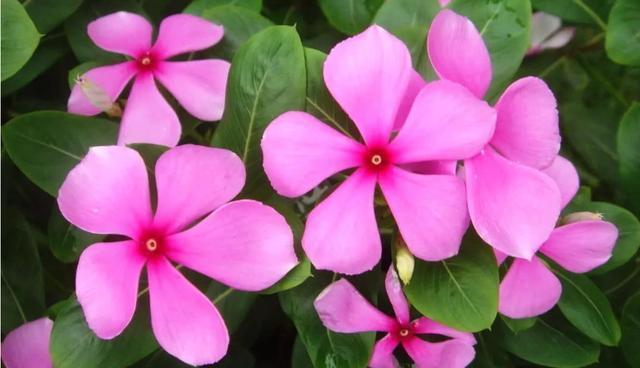 漂亮|4种花养家里,随便养都能活,漂亮迷人,花开多又香