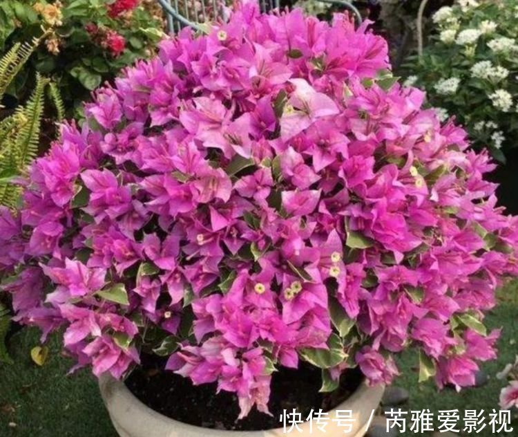 木槿|几种花，开花漂亮又好养，养上一盆四季欣赏，好养活还不贵